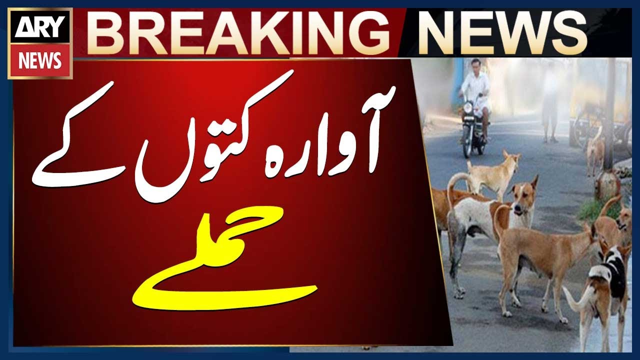 Badin: Stray dogs attack in Matli, 6 people injured - YouTube