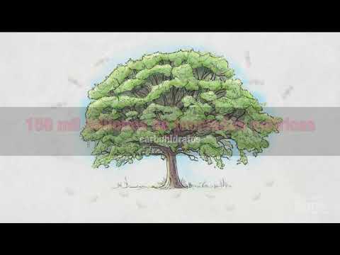 Fotosíntesis: Parte 7: Biosíntesis | Video HHMI BioInteractive