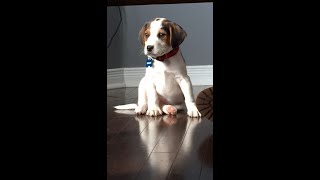 Silly Beagle puppy WANTS what SHE WANTS! by River Styx Scent Hounds 274 views 4 weeks ago 1 minute, 48 seconds