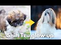 How to Give Your Shih Tzu a Glow Up