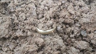 Metal Detecting Finds Lost Gold In A Civil War Cavalry Camp!!