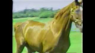 Big Ben -  Worlds' Greatest Jumper