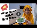 Masak Sayur Bayam Hasil Panen