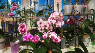 Предновогоднее цветение моих орхидей! Что цвело в декабре?!