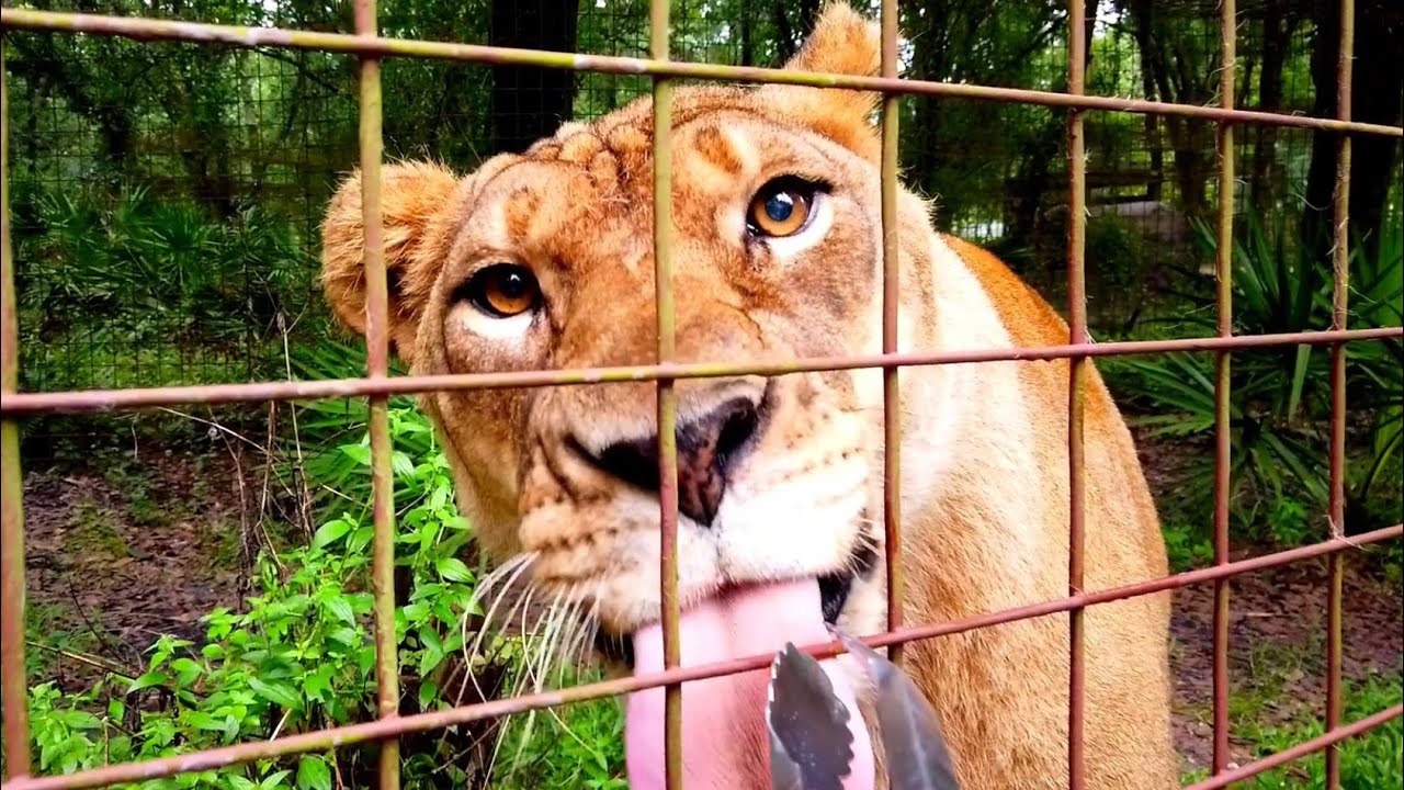 LIONS TIGERS and MORE TIGERS!!