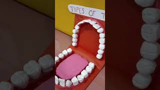 Teeth Model Project#diy#schoolproject#school#science#shorts#art#scienceproject#viral#trending#short
