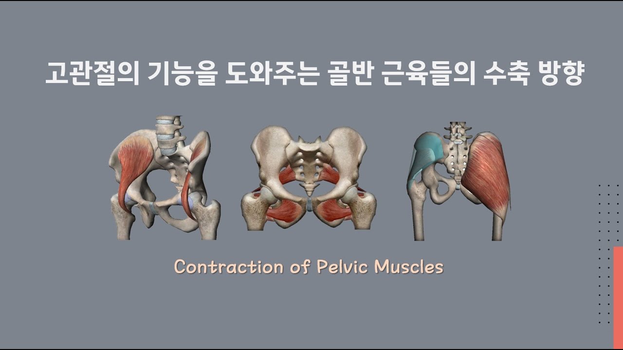 [ 마름모코어 시즌 3-8 ] 고관절의 기능을 도와주는 골반 근육들의 수축 방향 / Contraction of Pelvic Muscles