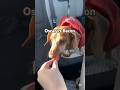 Oscar’s perfect day #dachshund #puppy #oscarthedachshund
