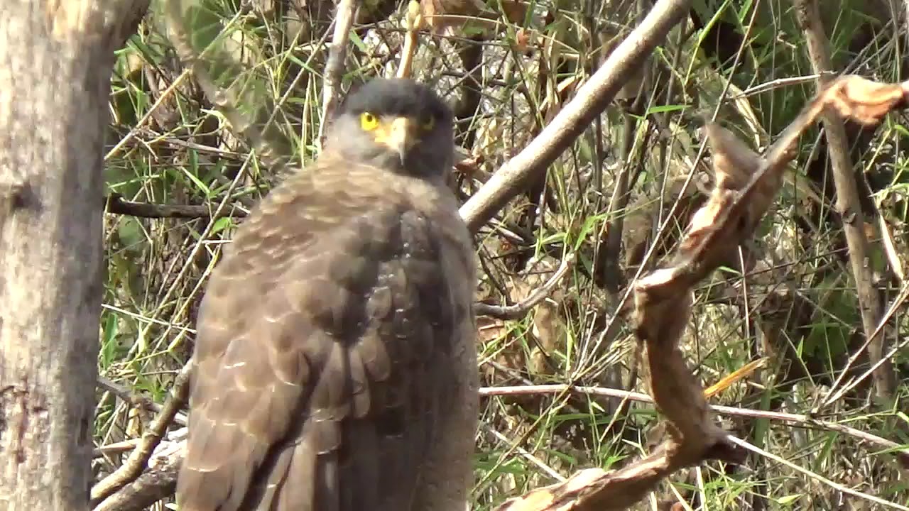 haunting bird at panna reserve forest