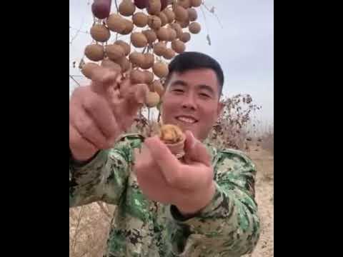 китайские орехи - YouTube