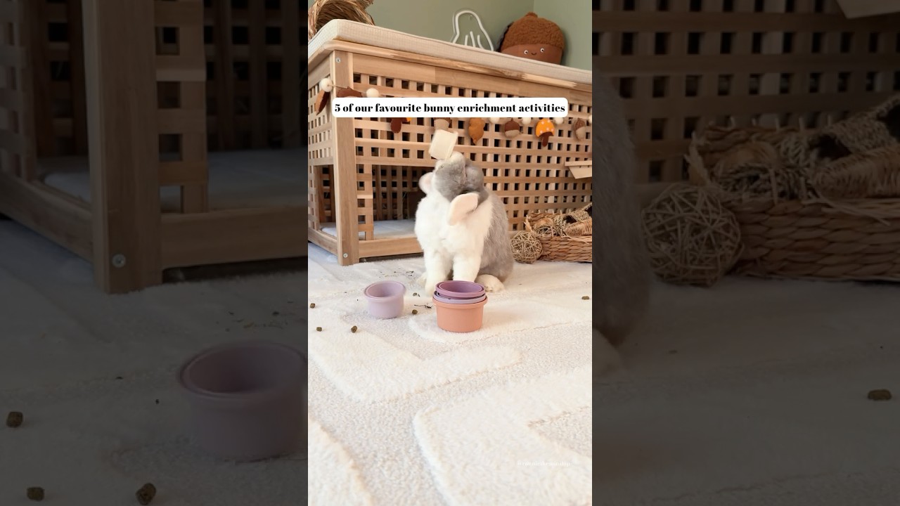 5 любимых занятий по развитию кроликов 🐰🤍 Уход за кроликами | Игрушки для кроликов | Уход за дома...