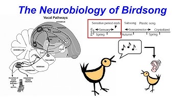 Introduction to Neuroscience 2: Lecture 13 Song Control System