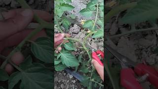 “Stop Growing Tomatoes Wrong! ✂️🍅” #shorts #farming #tomato