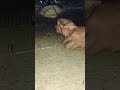 Bird Trap easy homemade | Bird Trap making #birds #shortsfeed #shorts