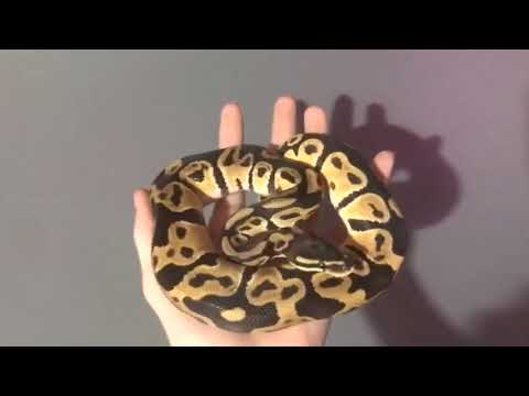 Baby ball python with skull on it