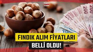 TMO 2026 Fındık Fiyatlarını Duyurdu! İşte Kabuklu ve Yaş Fındık Kilo Fiyatı Liste Fiyatı