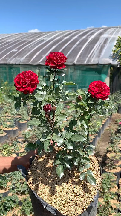 Bunga mawar merah menyala 'Japanese Red'🌹 #mawar #rose #flowers #bunga #bungamawar #kebuntanduran