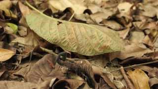 Rex Louis Scorpion Release