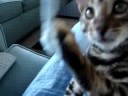 Watch the video about Bengal Kitten meets black cat