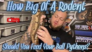 What Size Rodent Should You Be Feeding Your Ball Pythons? Does It Change With Size? Age? Etc etc