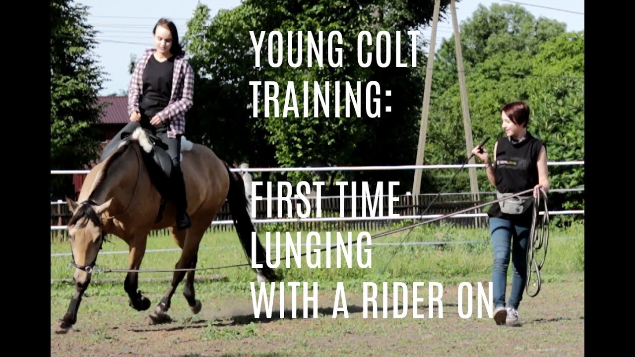 First time lunging with a rider on. YouTube