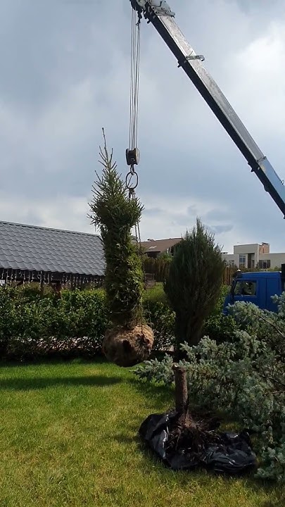 Ель обыкновенная посадка крупномеров #растенияворонеж #ландшафтный ...