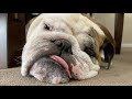 Reuben the Bulldog: 101 Roo Facts (1-36)