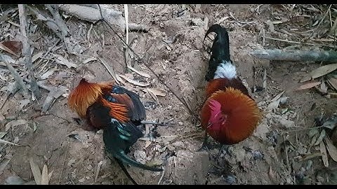 txog caij cuab qaib qus lawm tiag