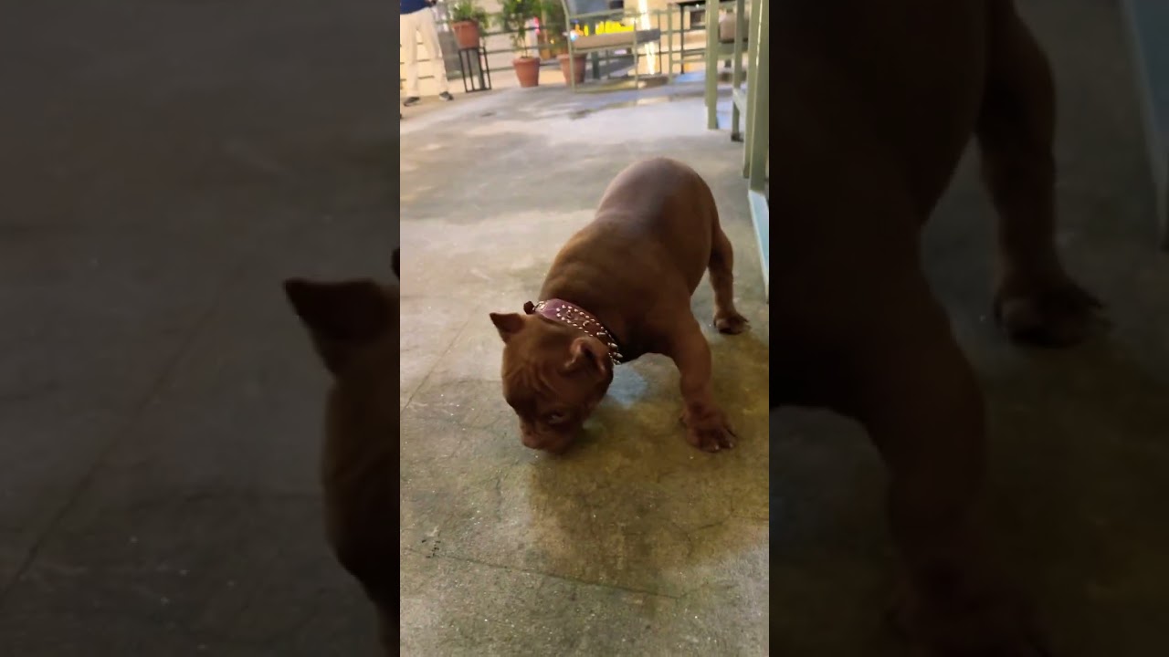 3 month old american bully - manoj kc 