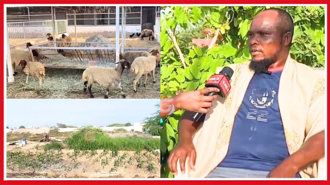 VIDEO KUTOKA OMAN: MTANZANIA MIAKA 3 ANAFANYA KAZI za SHAMBA - ''NIMEJENGA NYUMBA NZURI - NALIPWA''