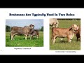 Brahman Cattle: A Gameplan for Implementing Brahman Into Your Ranch