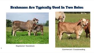 Brahman Cattle: A Gameplan for Implementing Brahman Into Your Ranch