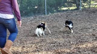 Corgi and mini Australian Shepherd play try and get my stick