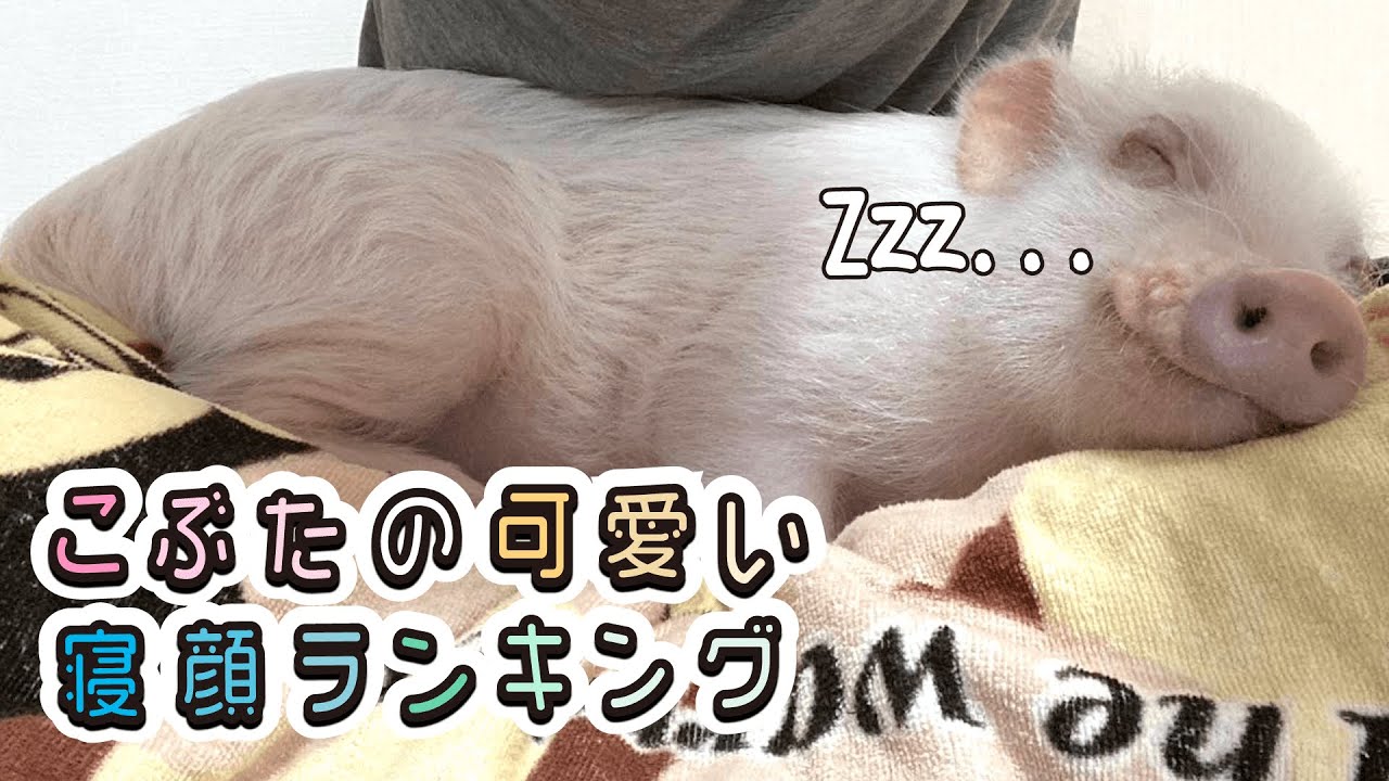 こぶた マイクロブタ の可愛い寝顔ランキング Youtube