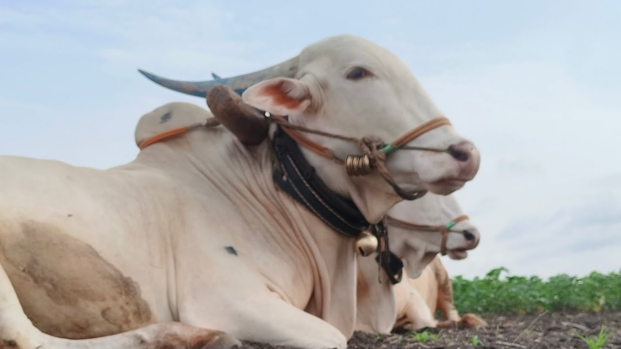 బసవరాజు బుల్స్ మొండోడు జగమొండోడు పత్తి చేనులో గుంటుక తోలుతున్న 