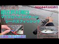 初夏の東京湾奥河川でシーバスのルアー釣り！旧江戸川河口マイクロベイトパターン釣行【2020年東京の釣り】