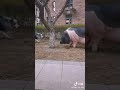 【中国】豚をペットで飼うご家庭について。