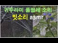 비오는날 풀벌레소리 빗소리 asmr