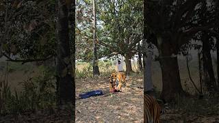 Chacha Ka Upar Tiger Attack In Jungle Vfx Funny Attack Video Viral