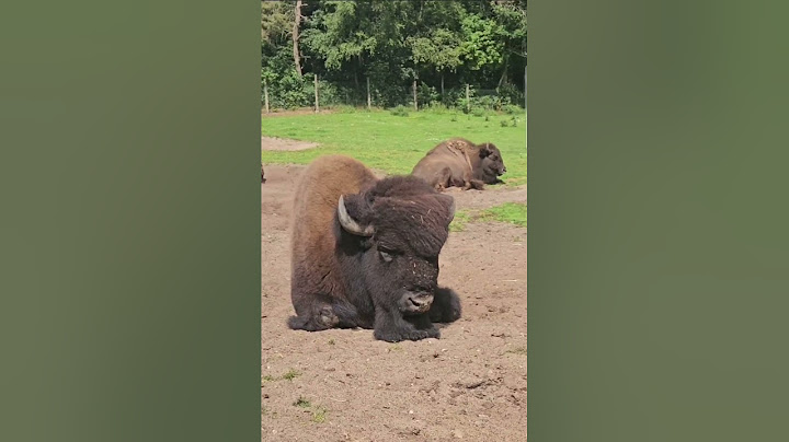 PINGVIN-ALARM! - vi kom HELT tæt på I givskud zoo🦁🐧