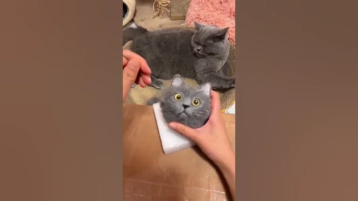 Video 3435881: funny cats dogs playing, cats dogs sleeping