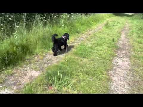 Cockapoo walk in Fingringhoe