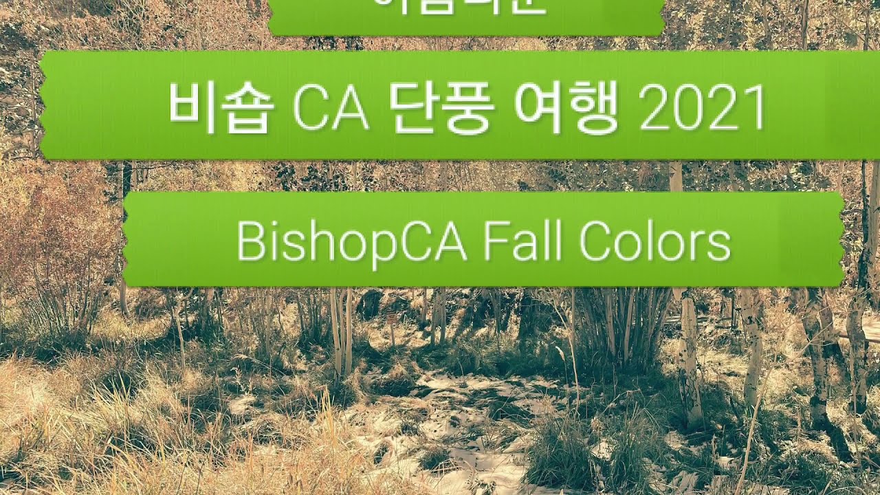 아름다운 비숍 단풍 여행 Bishop, California Fall Colors 2021