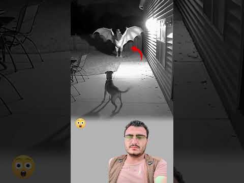 اللهم إنا نعوذ بك من شر ما ينزل في الليل ومن شر ما يختفي في الظلام اكسبلور