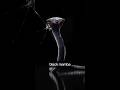 Would you voluntarily inject black mamba venom into your body #DarkHistory #MedicalMarvels