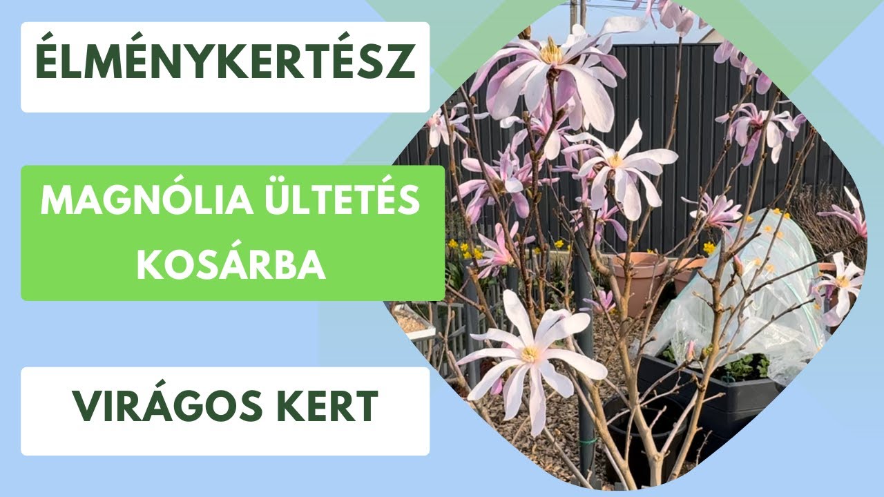 Magnólia ültetés🌸