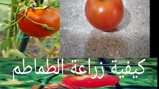 طريقة زراعة الطماطم البندورة  بكل سهولة
