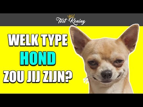 Video: Welk Hondenras Is Het Vriendelijkst?