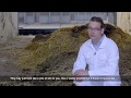 Using manure to grow insects for chicken feed