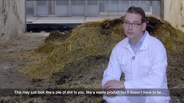 Using manure to grow insects for chicken feed